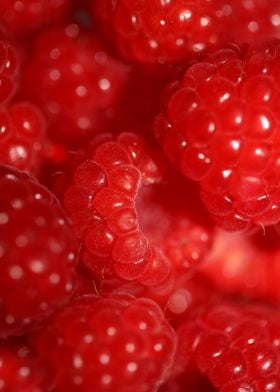 Fresh red berries close up