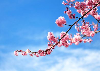 Blossom Sakura and Sky
