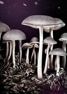 Psilocybe s005