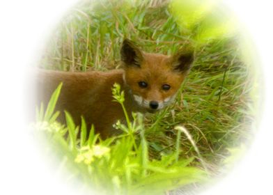 Red fox cub