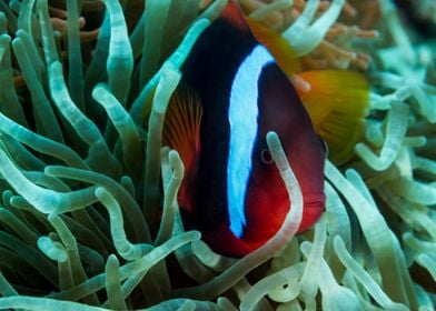 Anemone fish