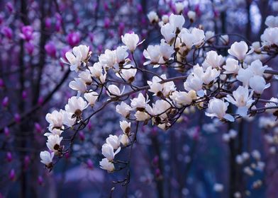 White Blossom Sakura
