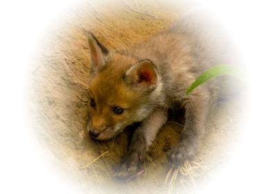 Red fox cub