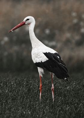 Stork color desaturated