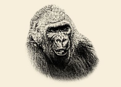 Gorilla portrait