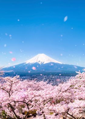 Mt fuji and cherry blossom