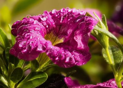 Flower with waterdrops