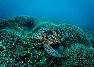 Turtle on the coral reef