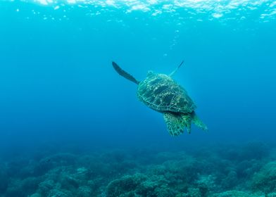 Turtle in the ocean