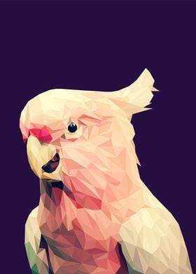 Cockatoo