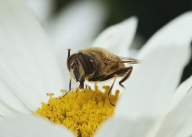 Fly on flower