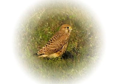 Kestrel