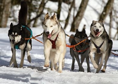 Siberian Husky Dogs