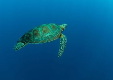 Turtle in the ocean