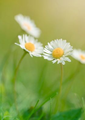 White daisies, meadow 