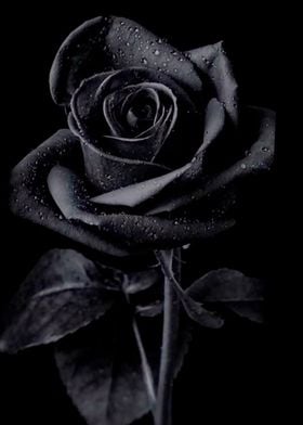 Dark Rose Posters