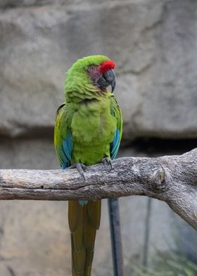 Green Macaw Photograph