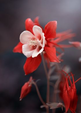 Blooming red columbines