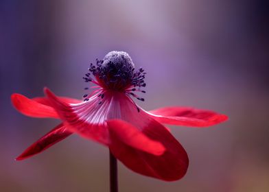 Anemone, red macro flowers