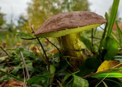 Fall garden