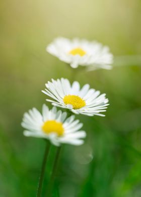 White daisies in meadow