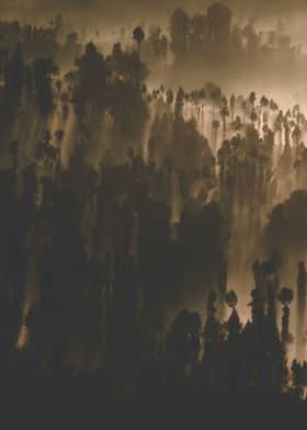 Mist Forest 