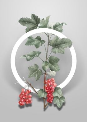 Redcurrant Plant Flower