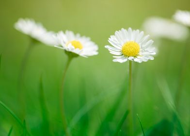 White daisies in meadow 