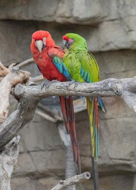 Parrot and Macaw Photo