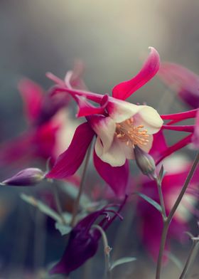 Blooming pink columbines