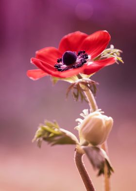 Anemone, red flowers