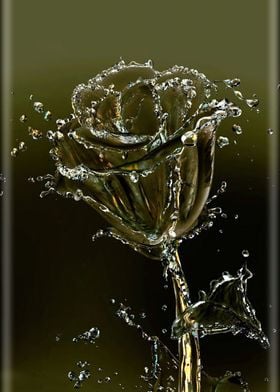 Water Rose 