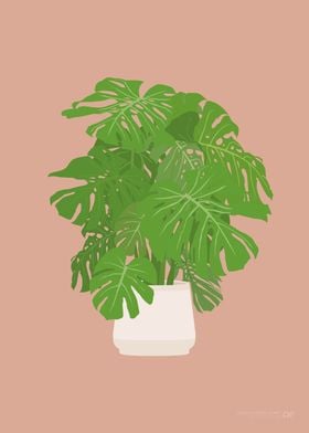 Swiss Cheese Houseplant