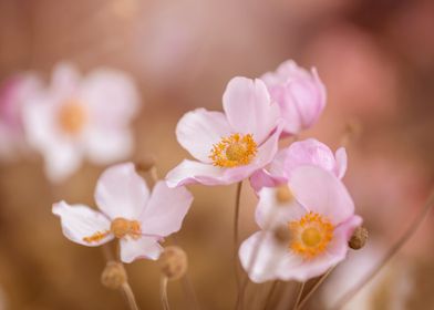 Anemone, pink flowers 