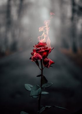 Red Rose Flame