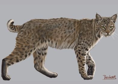 Bobcat