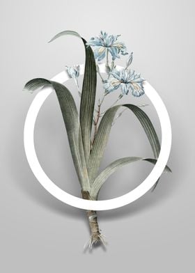 Iris Fimbriata Flower Art