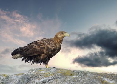 White tailed eagle