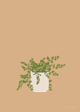 Maidenhair Fern