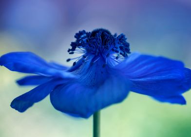 Anemone, blue macro flower