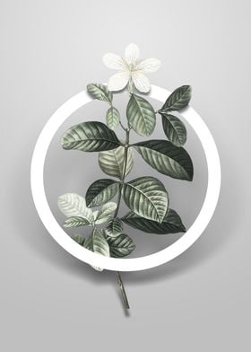 Vintage Gardenia Flower