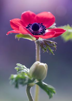 Anemone, red macro flowers