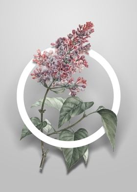 Common Pink Lilac Plant