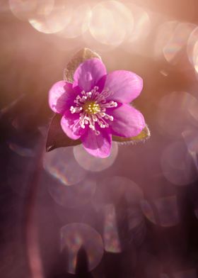 Pink hepatica nobilis