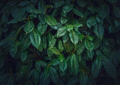 Dark green leaves texture