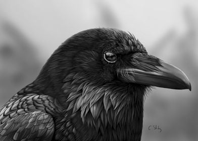 Raven Study 01 BW