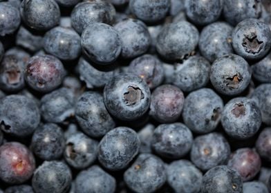 Fresh blueberries close up