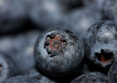 Fresh blueberries close up