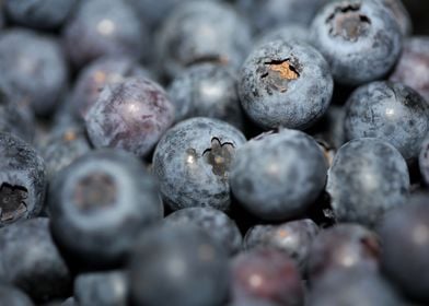 Fresh blueberries close up