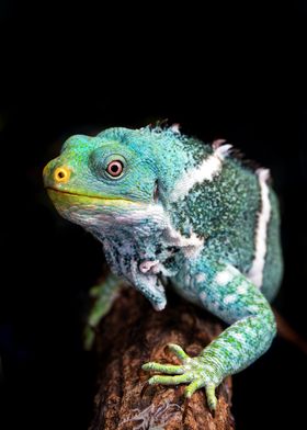 Gecko cyan color